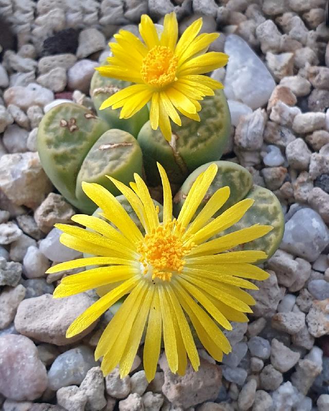 1_C362_Lithops_bromfieldii_v._insularis_Sulphurea.jpg